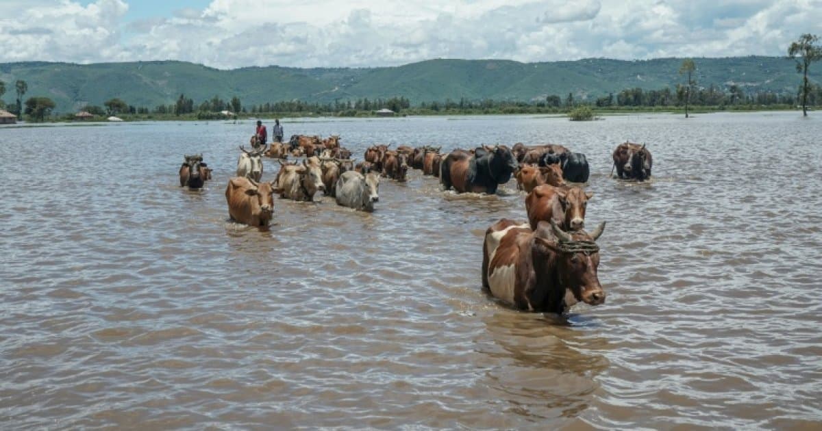 Kenya : 81 morts dans les inondations, l'Afrique face au chaos climatique
